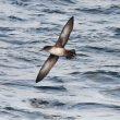 Puffin des Baléares dans la baie de Roses